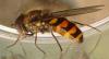 Parasyrphus punctulatus
